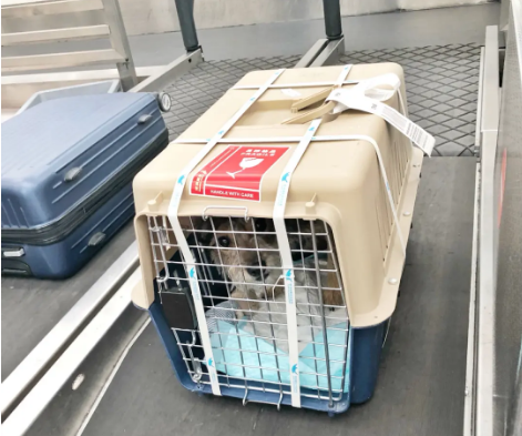蚌埠宠物托运 宠物托运公司 机场宠物托运 宠物空运